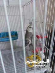  2 فحل كوكتيل وايت فيس ابو فراخ
