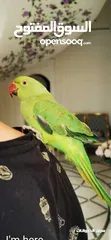  1 ببغاء الدرة