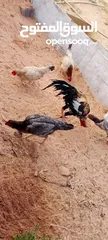  6 كوبيه دجاج مقاتل