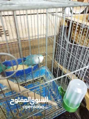  5 جوز روز للبيع او للبدل شغلات ميه بل ميه