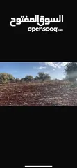  4 أرض زراعية زيتون وسماق مثمر
