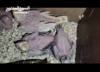 1 موجود 4 افراخ كوكتيل 2 البينو. و2عاديات الفرخ. الواحد 13 موجودات في مادبا