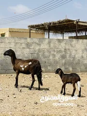  1 جاعده سودانيه تحتها حمله