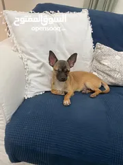  2 Chihuahua puppy