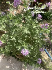  1 نبتة العطرية مزهرة ورائحة فواحة