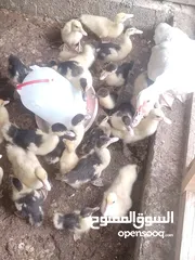  1 بط وعفاد للبيع البط مختلف الاعمار