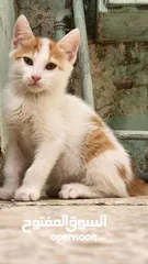 1 قطط للتبني