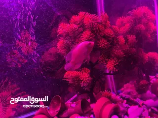  3 حوض سمك اوسكر كامل اغراضو للبيع