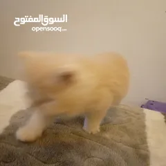  10 قطط شيرازي للبيع Persian cats for sale