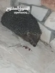 2 قنافذ للبيع