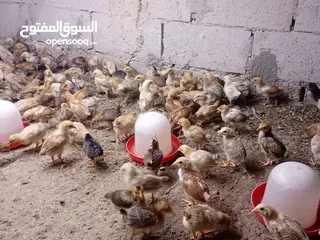  25 صوص بلدي عمر 38 يوم   صوص بلدي عمر 18 يوم