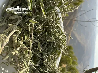  19 ارض مميزة 3ونص دونم للبيع من المالك مباشرة