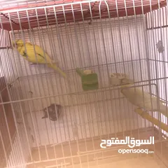  7 جواز كوكتيل جواز حب مكفول