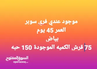  2 موجود عندي فري سوبر  العمر 45 يوم  بياض    الكميه الموجودة 150 حبه