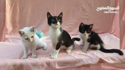  1 small Kittens