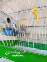  7 ببغاء كوكتيل ذكر وانثى مع قفص كبير