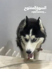  6 كلب هاسكي للبيع