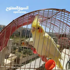  5 عصافير كوكتيل للبيع