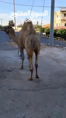  4 جمل ضحيه للبيع  ما شاء الله
