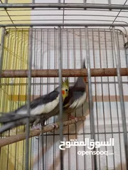  1 كوكتيل جوز انتج