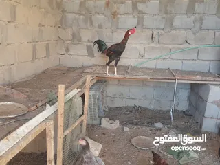  1 دجاج هندي للبيع رس