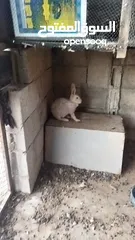  7 ارانب للبيع