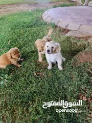  9 كلاب جميلة للبيع