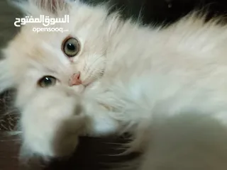  4 قطط ذكور عمر 3 اشهر واحد همالايا شوكليت بلو بوينت وواحد بريتش ريد عيون خضراء والاتنين شعر طويل ناعم