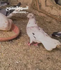  1 طير نوري قراقطه بيبي فيس فحل نار اذكر الله وصلي ع نبي