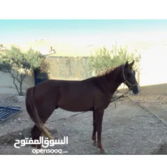  3 حصان للبيع