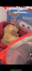  9 puppy Golden Retriever جرو جولدن رتريفر