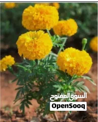  1 Garden Mantince New Garden