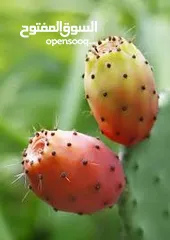  1 نبتى صبار منزلي مثمره
