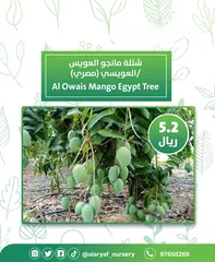  6 شتلات و أشجار المانجو المختلفة لدى مشتل الأرياف بأسعار مناسبة ومنافسة  mango tree