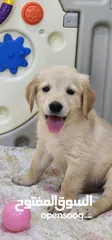  7 GOLDEN RETRIEVER PUPPY 45 DAYS OLD