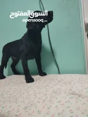  2 Labrador retriever puppies available