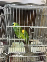  2 بلو فرونتد جاكو يلو فيس أليف متكلم جاكو حبة  للباحثين عن التميز تابع الوصف
