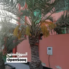  18 لتنظيف النخيل والواشنتونيا والاهتمام بالحدائق والثمار بكافه انواعها