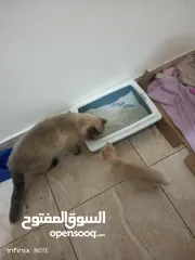  2 ذكر سكوتش فولد والام همالايا بيكي