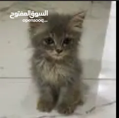  1 قط لالبيع في الدخل المحتل طبريا
