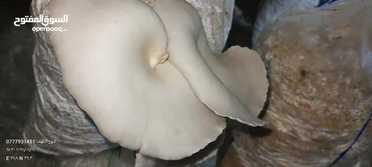  15 فطر محاري بلدي