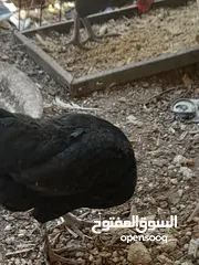  5 جاج محلق جامبو اسود سك فرختين وديك..        .......