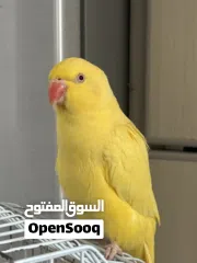  1 للبيع بغبغاء اصفر يتكلم أشياء بسيط مع قفص وقاعده و مبردين لالاضافر