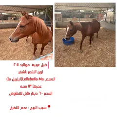  2 خيول عربيه للبيع