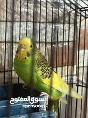  2 عصافير حب للبيع