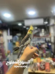  8 كوكتيل اليف فحل عليه عرض