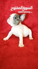  5 French bulldog all colors available
