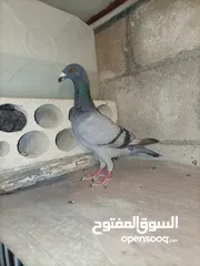  18 10 جواز مشكلات 3 فحول بصلاه ع النبي اقرا الوصف