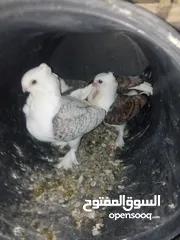  2 حمام ستالايت