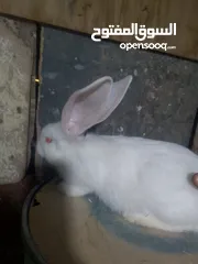  1 ارانب للبيع